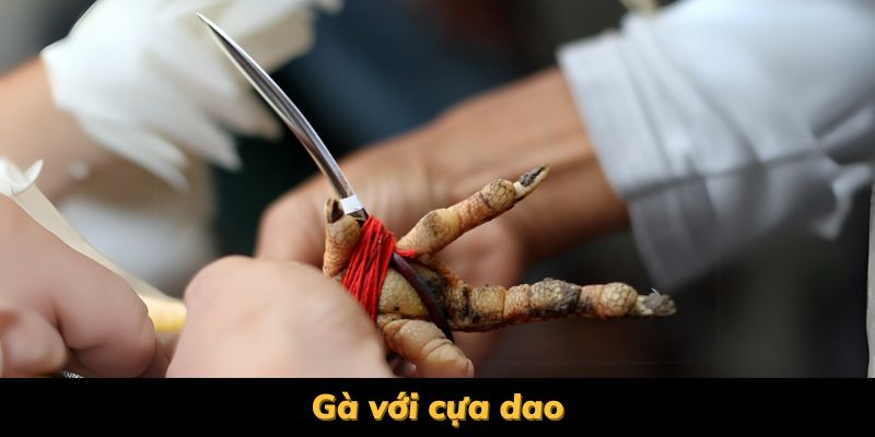 đá gà cựa dao